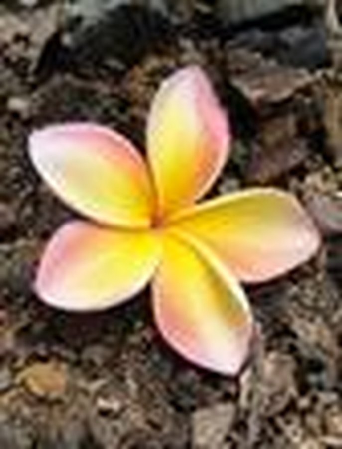 Therapists in Garden City - Quality Affordable Mental Health Care for Anxiety Depression And Trauma